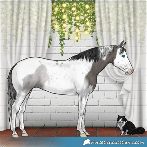 Horse Color:White Spotted Grullo Splash Tobiano Rabicano