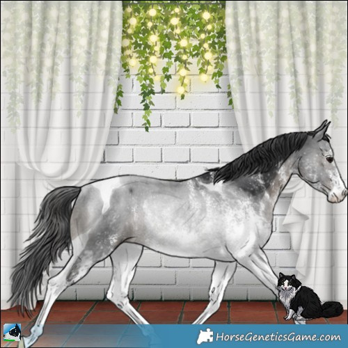Horse Color:White Spotted Black Tobiano Rabicano