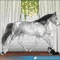 Horse Color:White Spotted Black Tobiano Rabicano 