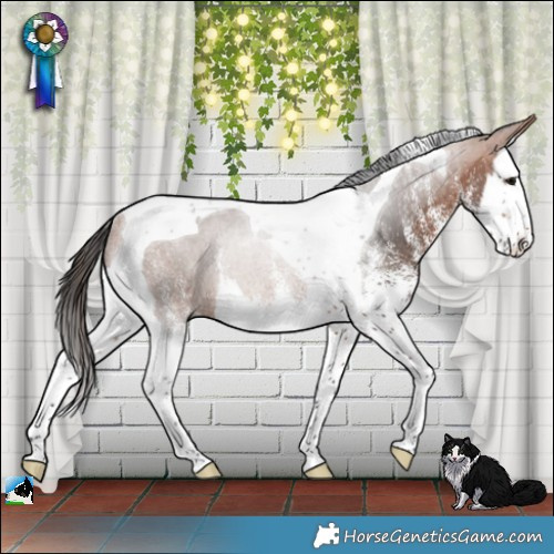 Horse Color:White Spotted Bay Splash Tobiano Rabicano 