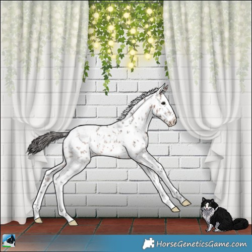 Horse Color:White Spotted Brown Sabino Rabicano 
