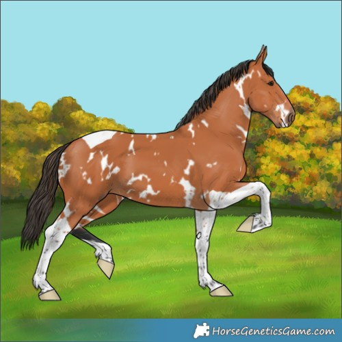 Horse Color:White Spotted Bay Tobiano 