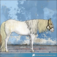 Horse Color:Plaid  White Spotted Chocolate Palomino Roan Dun 