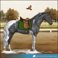 Horse Color:Silver Black Chinchilla Tobiano Rabicano