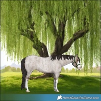 Horse Color:White Spotted Liver Red Dun Roan 