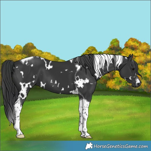 Horse Color:White Spotted Black Tobiano 