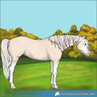Horse Color:Silver Classic Champagne Dun Splash Frame