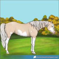 Horse Color:Silver Classic Champagne Dun Splash Frame 