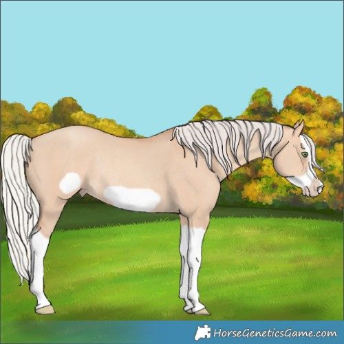 Horse Color:Silver Amber Champagne Dun Splash Frame Rabicano 