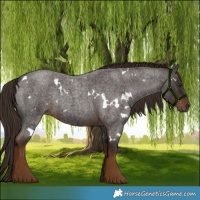 Horse Color:White Spotted Liver Red Roan Rabicano