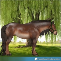 Horse Color:White Spotted Liver Chestnut 