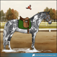 Horse Color:White Spotted Silver Black Chinchilla Rabicano