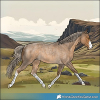 Horse Color:White Spotted Chocolate Palomino Roan Rabicano