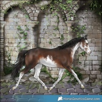 Horse Color:White Spotted Liver Chestnut 