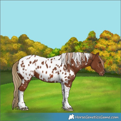 Horse Color:White Spotted Chestnut Tobiano Appaloosa 