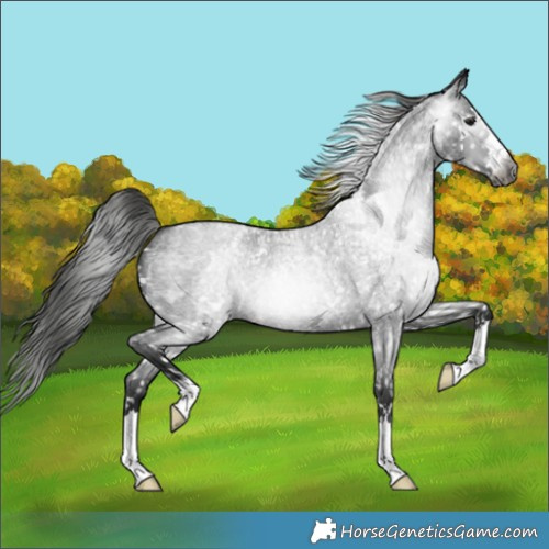 Horse Color:Gray Blue Roan Appaloosa 