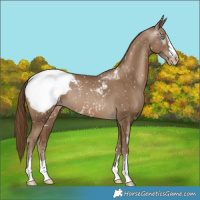 Horse Color:Gray Smoky Black Pearl Appaloosa 