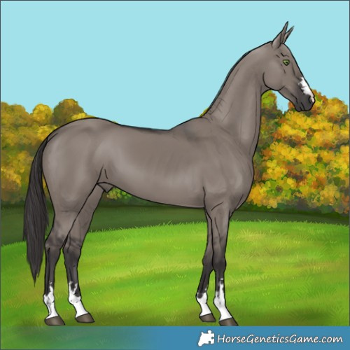 Horse Color:Smoky Grullo 