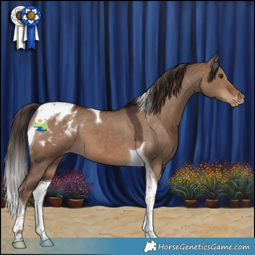 Horse Color:Liver Red Dun Tobiano Appaloosa 