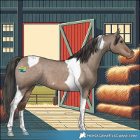 Horse Color:Liver Red Dun Tobiano Appaloosa 