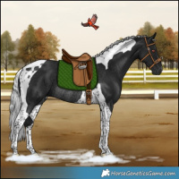 Horse Color:Gray Silver Black Chinchilla Tobiano Rabicano