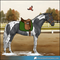 Horse Color:Silver Black Chinchilla Tobiano Rabicano