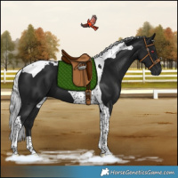 Horse Color:Gray Silver Black Chinchilla Tobiano