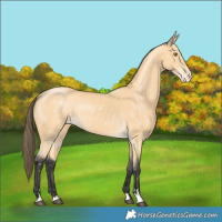 Horse Color:Buckskin Snowflake Varnish