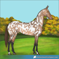 Horse Color:Bay Dun Appaloosa Rabicano
