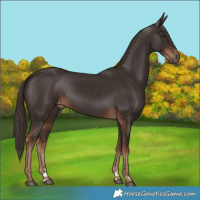 Horse Color:Liver Chestnut 