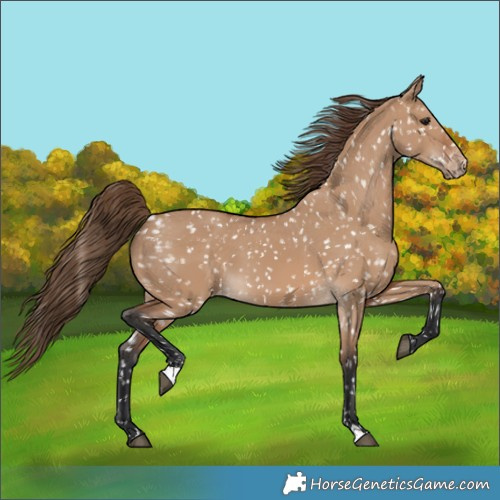 Horse Color:Bay Dun Appaloosa 