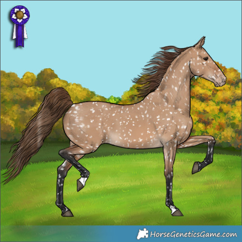 Horse Color:Bay Dun Appaloosa 
