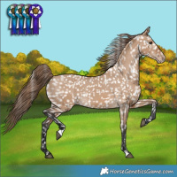 Horse Color:Bay Dun Appaloosa 