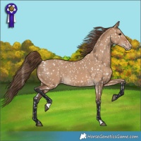Horse Color:Bay Dun Appaloosa 