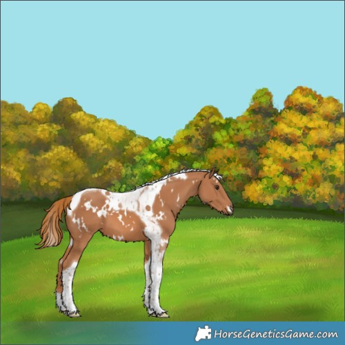 Horse Color:White Spotted Chestnut Tobiano 