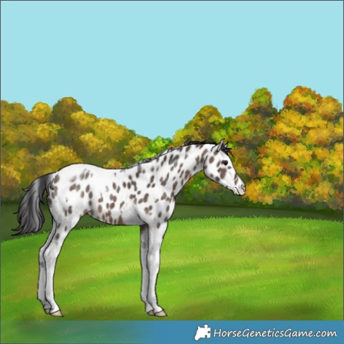 Horse Color:Brown Dun Tobiano Appaloosa 