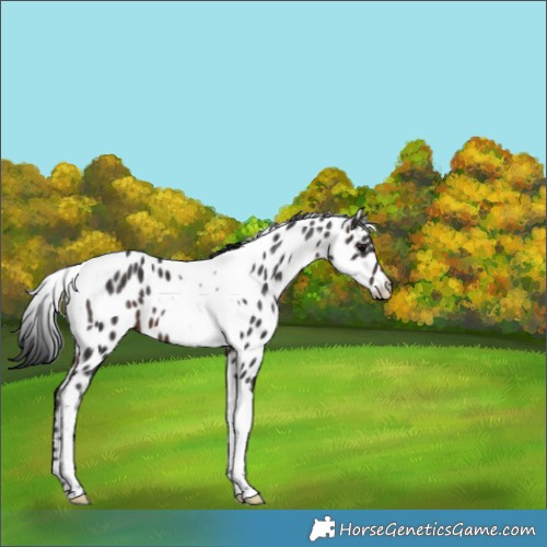 Horse Color:Brown Tobiano Appaloosa