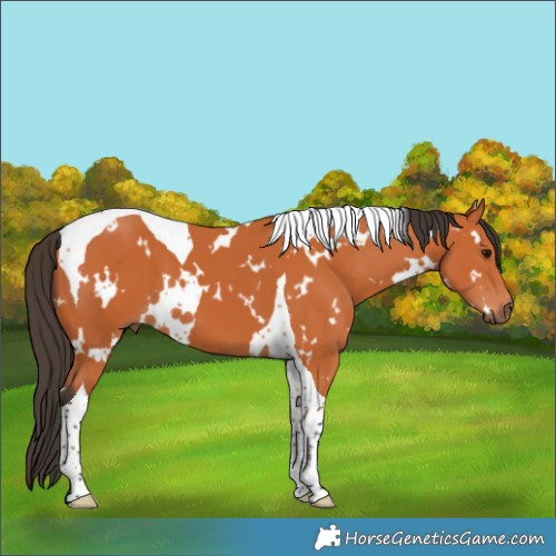 Horse Color:White Spotted Bay Tobiano