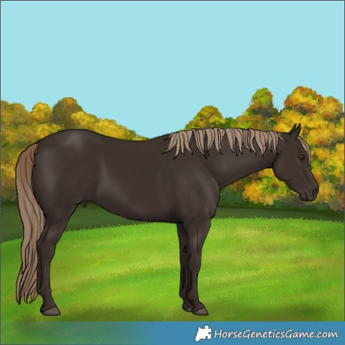 Horse Color:Liver Chestnut Rabicano 