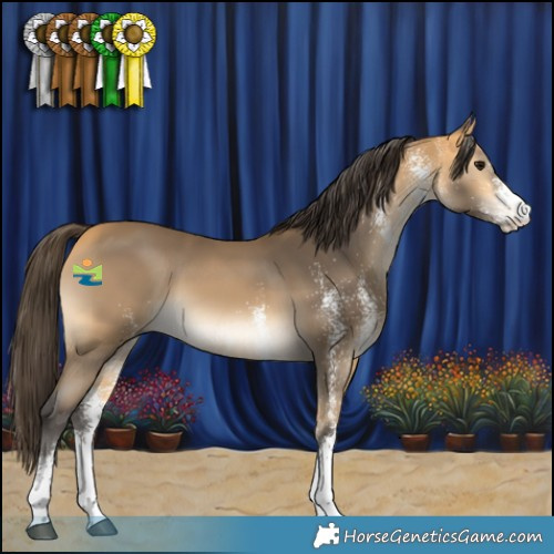Horse Color:White Spotted Buckskin 