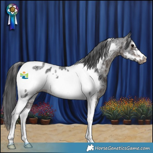 Horse Color:Brown Sabino Tobiano Frame Appaloosa Rabicano 
