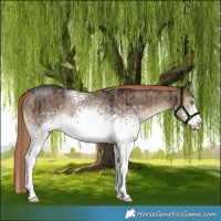 Horse Color:White Spotted Liver Red Dun Rabicano Brindle 