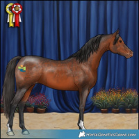 Horse Color:Bay Appaloosa