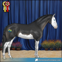 Horse Color:Black Splash 