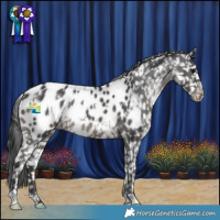 Horse Color:White Spotted Black Blanket Rabicano 