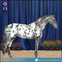 Horse Color:White Spotted Black Appaloosa Rabicano 