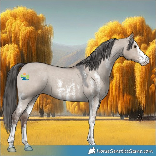 Horse Color:Liver Red Dun Sabino Appaloosa 