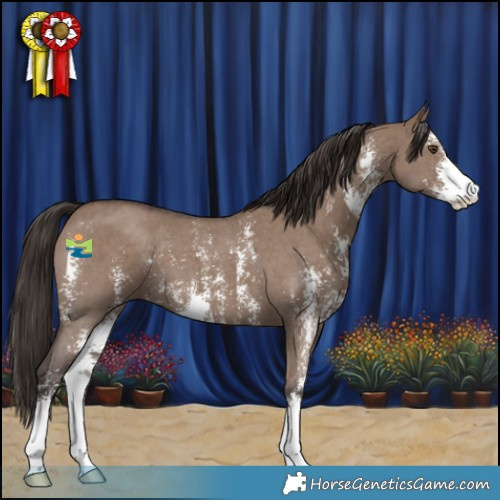 Horse Color:Liver Red Dun Sabino 
