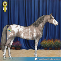 Horse Color:Liver Red Dun Mushroom Sabino Appaloosa 