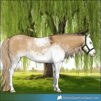 Horse Color:White Spotted Chocolate Palomino Dun Rabicano